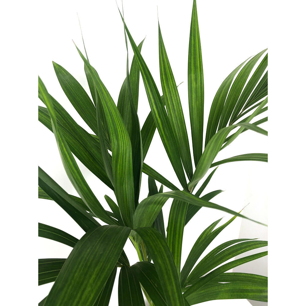 Kentia Forsteriana M21 160-170 Cm_1