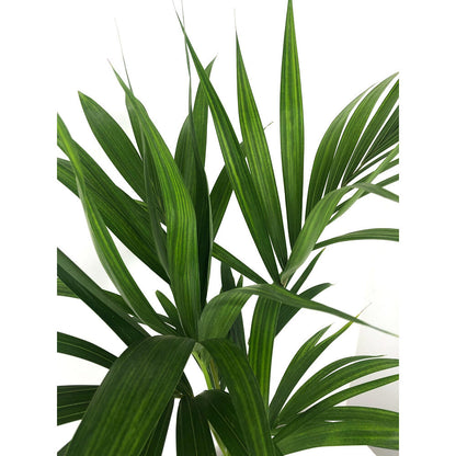 Kentia Forsteriana M21 160-170 Cm_1