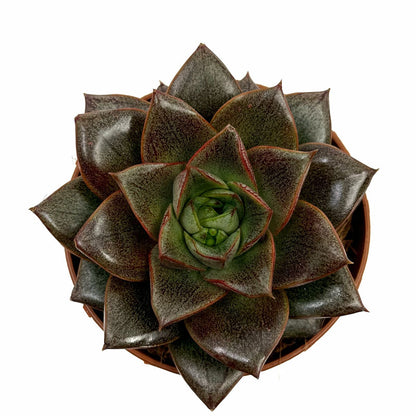 Echeveria Dionysos Cactus Y Suculentas M8,5 cm Ø_1