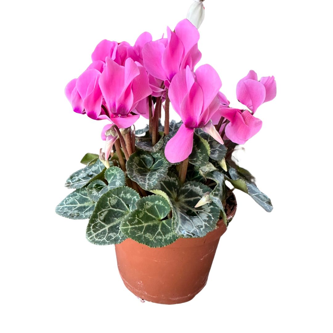 Cyclamen La Planta De Interior Reina Del Invierno Maceta 14cm_0