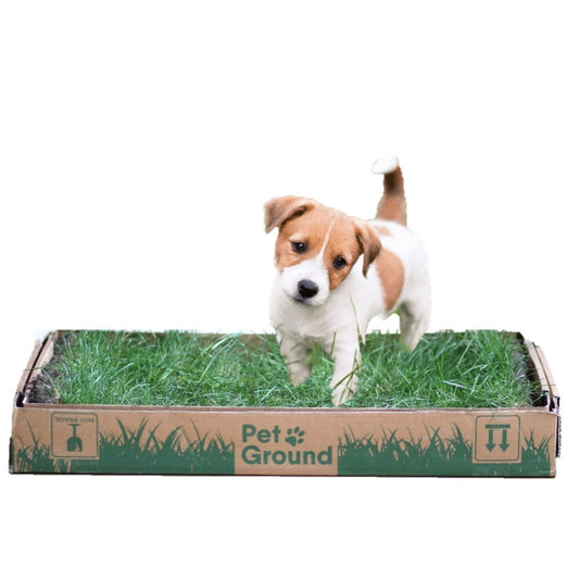 Petground, Cama Para Perros, Empapador, Alfombra Olfativa, Césped Natural, Standard_0