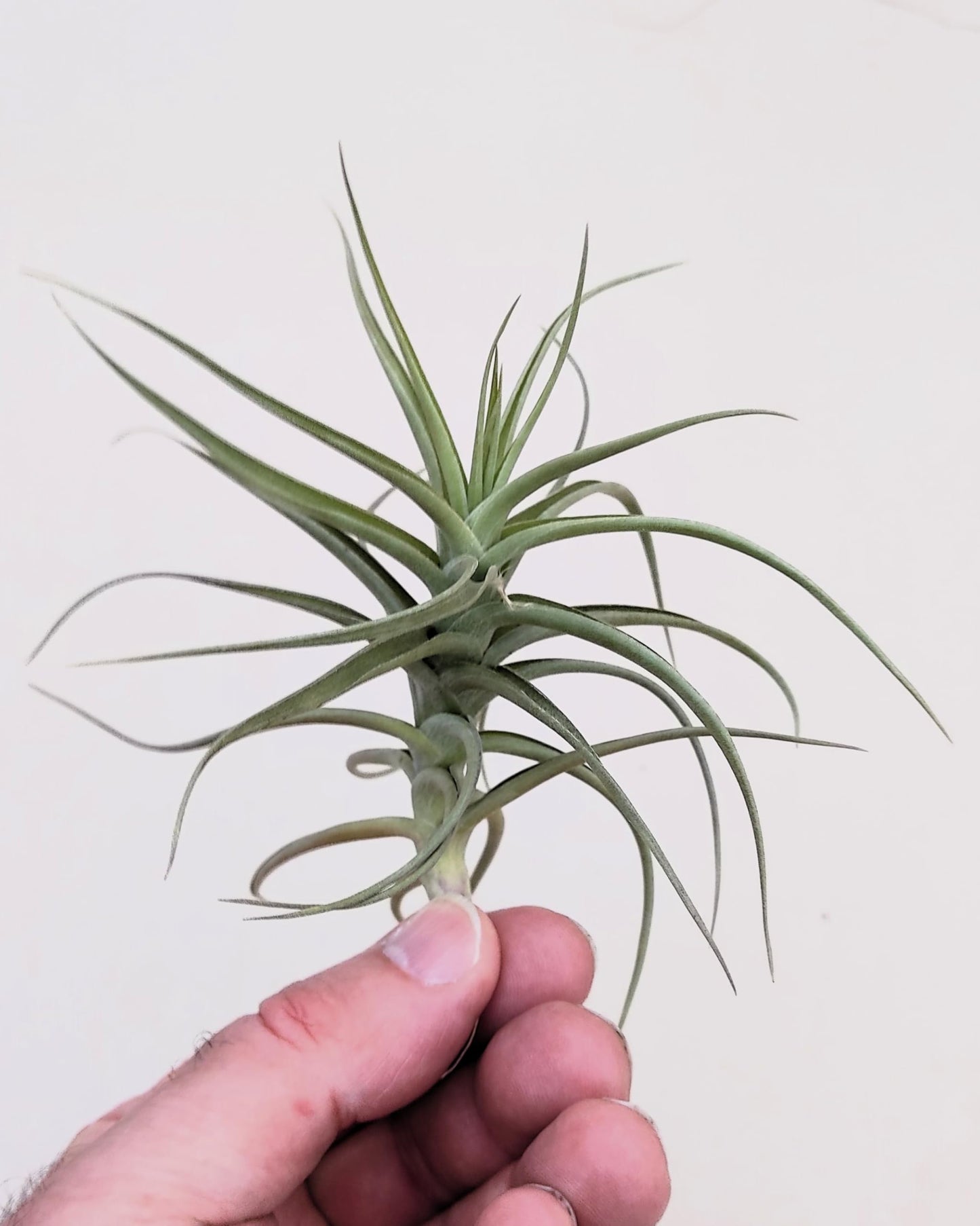 Tillandsia bergeri; planta del aire resistente y de fácil cuidado; Curiosarium; altura 12-15 cm, diámetro 15 cm_1