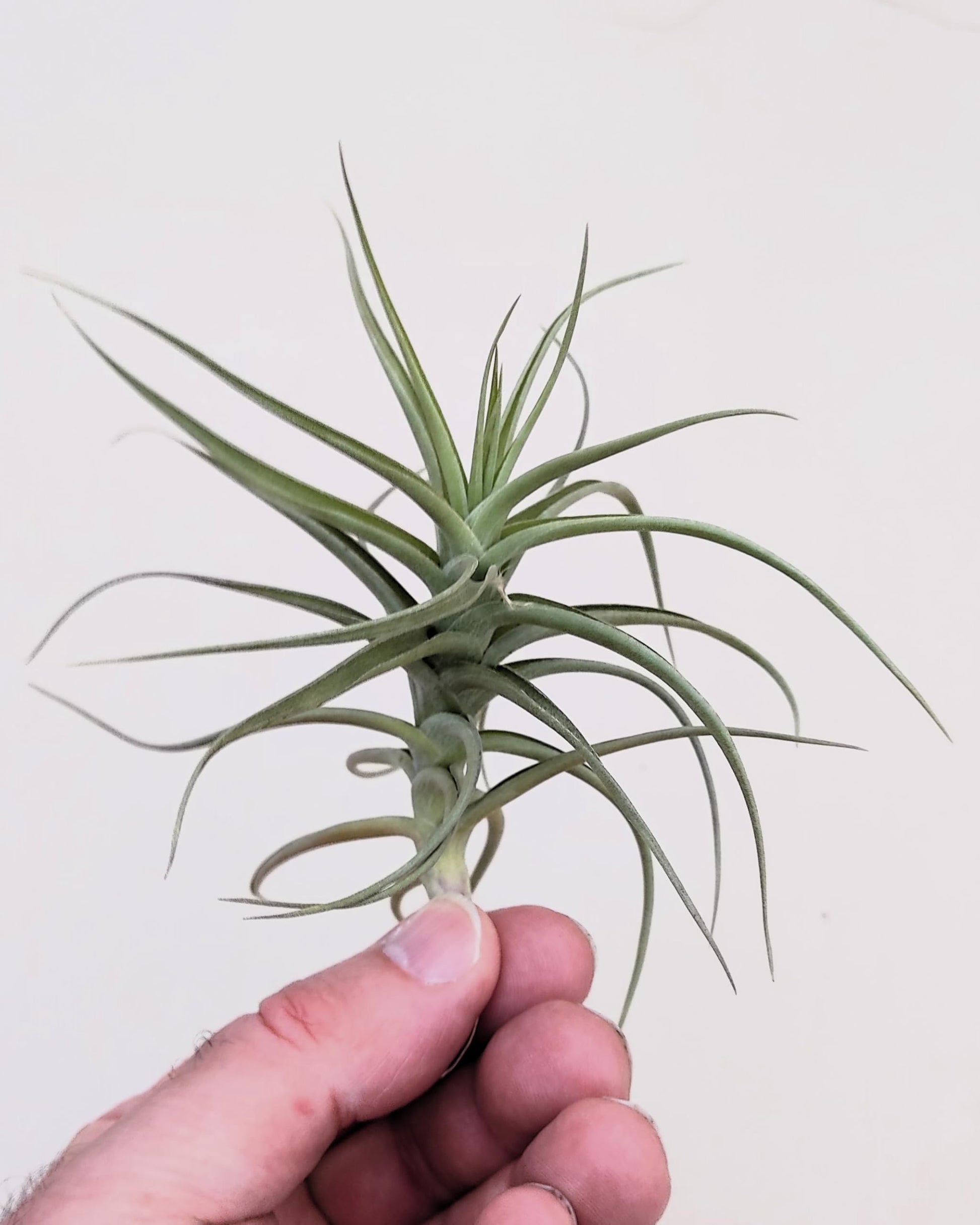 Tillandsia bergeri; planta del aire resistente y de fácil cuidado; Curiosarium; altura 12-15 cm, diámetro 15 cm_1