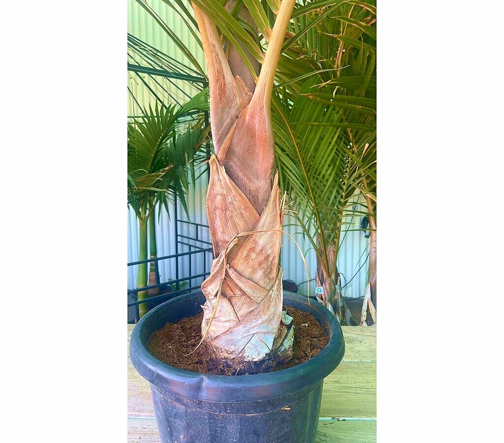 Mascarena Verschaffeltii M37 120-140cm_3