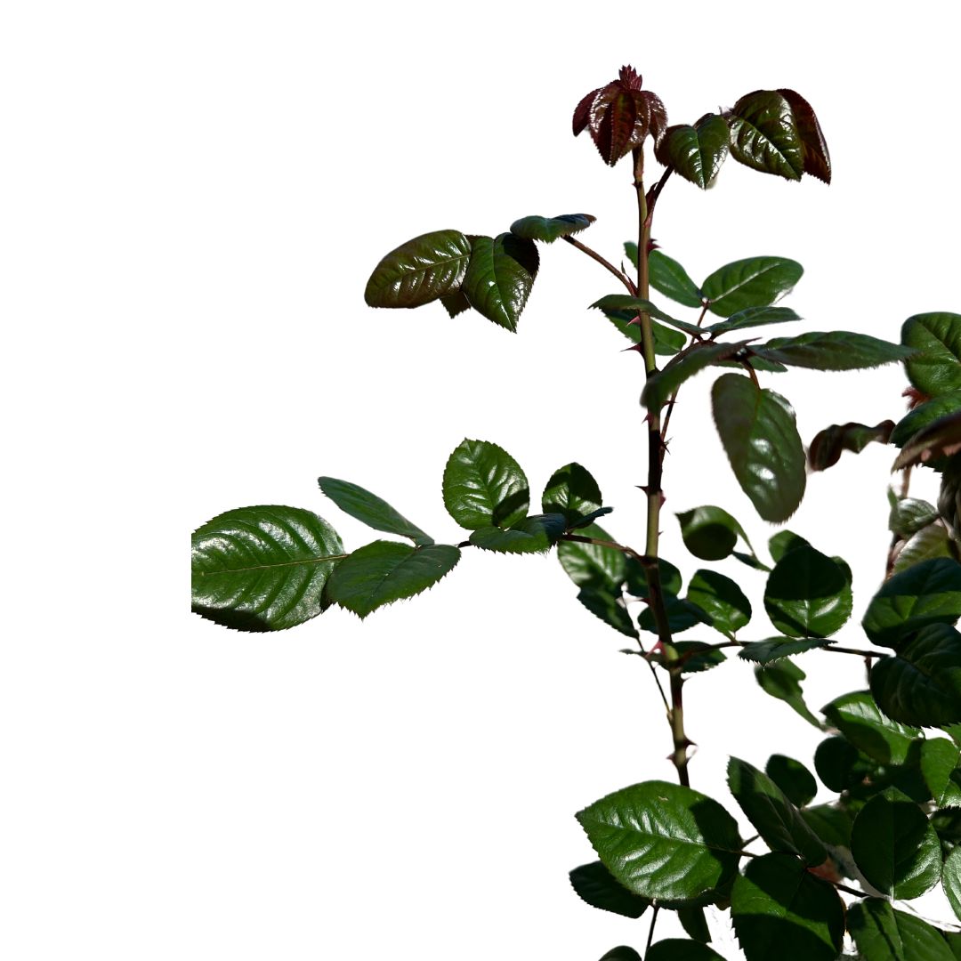 Rosal Arbustivo Planta Con Flor De Exterior_1