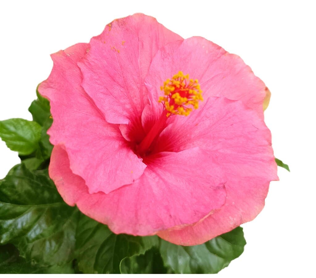 Hibiscus Rosa Sinensis M17 25cm (rosa De China)_3