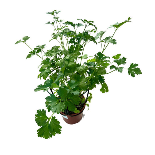 Perejil Planta Aromática Y Medicinal (petroselinum Crispum)_0