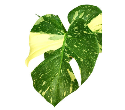 Monstera Thai Constelation M17 50cm_2