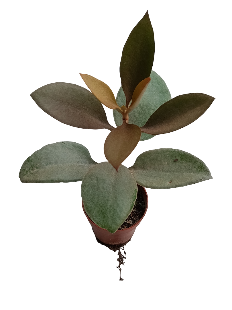 Kalanchoe Orgyalis Planta Suculenta Ø8_0