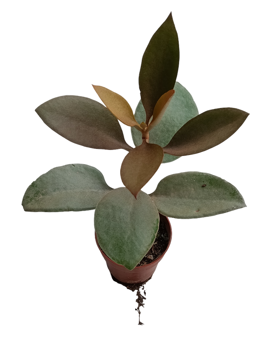 Kalanchoe Orgyalis Planta Suculenta Ø8_0