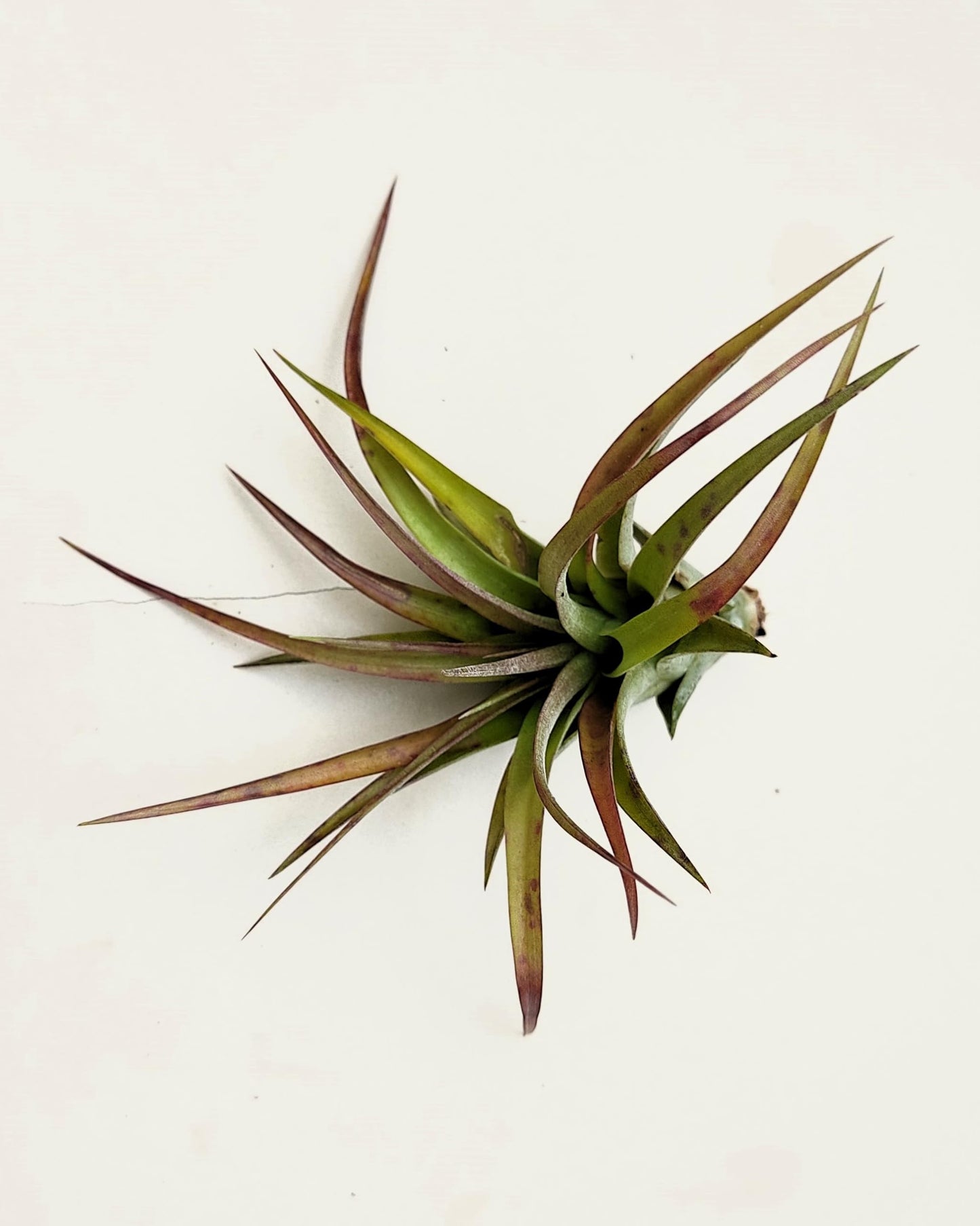 Tillandsia brachycaulos var. brachycaulos; planta del aire, verde/rojo; Curiosarium; altura 10-15 cm, diámetro 10-20 cm_2