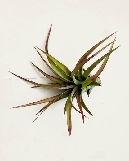 Tillandsia brachycaulos var. brachycaulos; planta del aire, verde/rojo; Curiosarium; altura 10-15 cm, diámetro 10-20 cm_2
