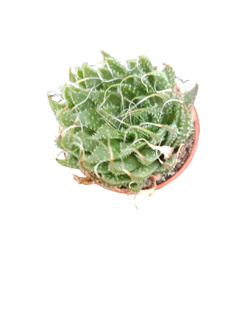 Aloe Aristata Planta Suculenta 3-5 Cms_0