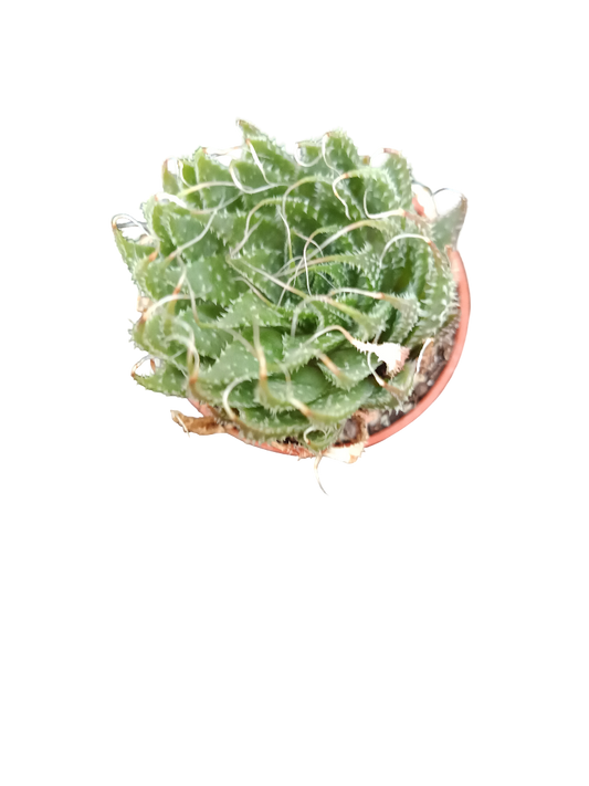 Aloe Aristata Planta Suculenta 3-5 Cms_0