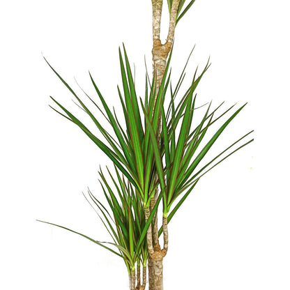 Dracena Marginata 4 Troncos 90-60-30-15 M22 120cm_1