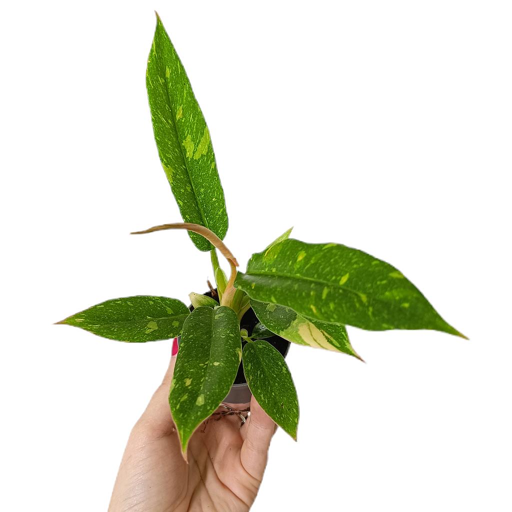 Philodendron Ring Of Fire M6_0