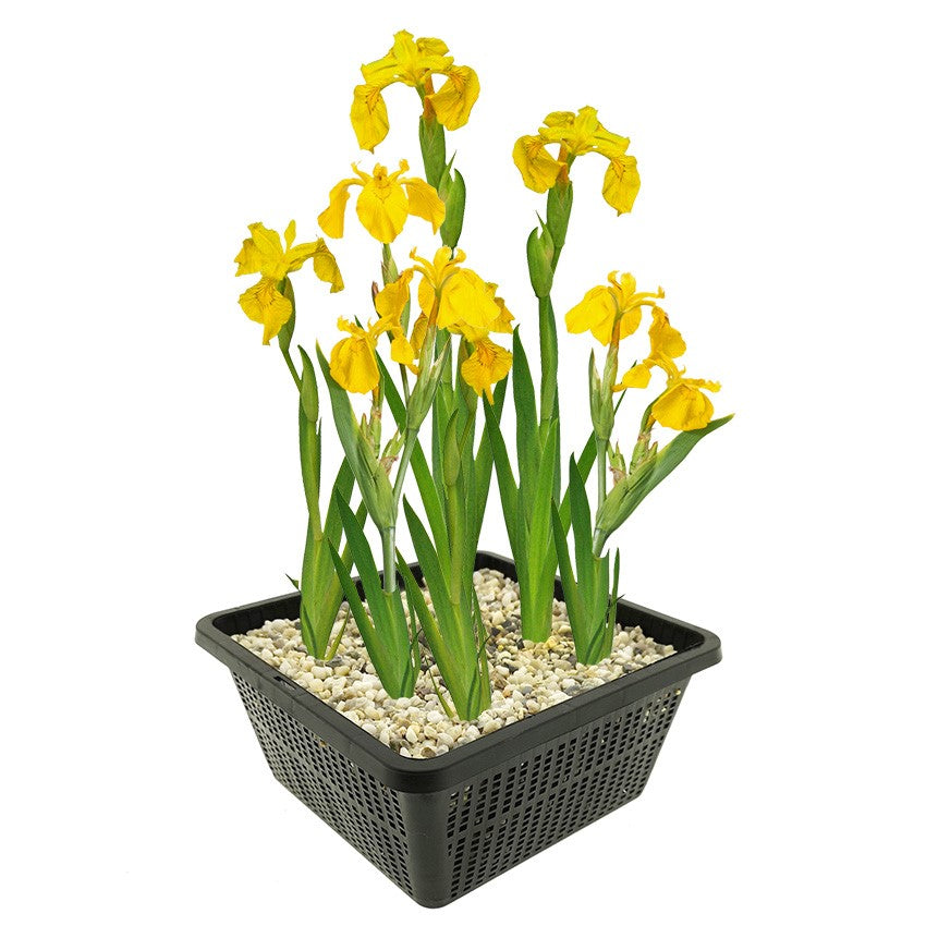 Lirio Amarillo Iris Pseudacorus Estanque - Set 4 Plantas Con Cesta Y Sustrato_0