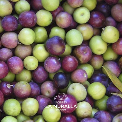 Cortijo La Muralla | Aceite De Oliva Virgen Extra | Variedad Arbequina | Botella 2 L_2