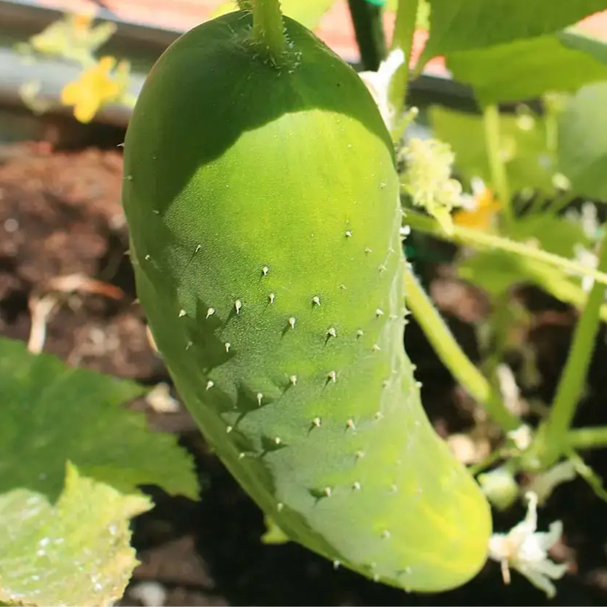 Kit De Cultivo De Pepino Largo Verde Grow Me – Huerto Urbano Ecológico_1