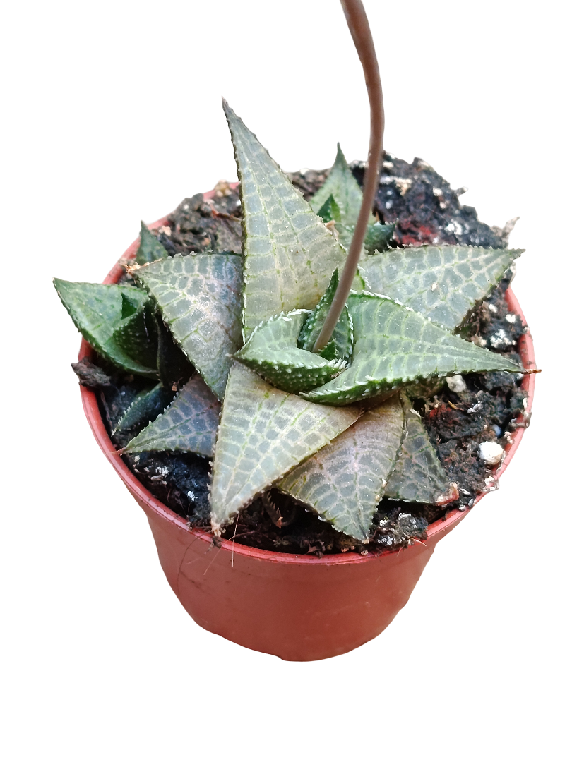 Haworthia Venosa Planta Suculenta De Sombra Ø5_0