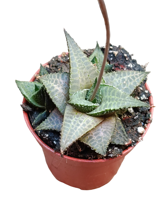 Haworthia Venosa Planta Suculenta De Sombra Ø5_0