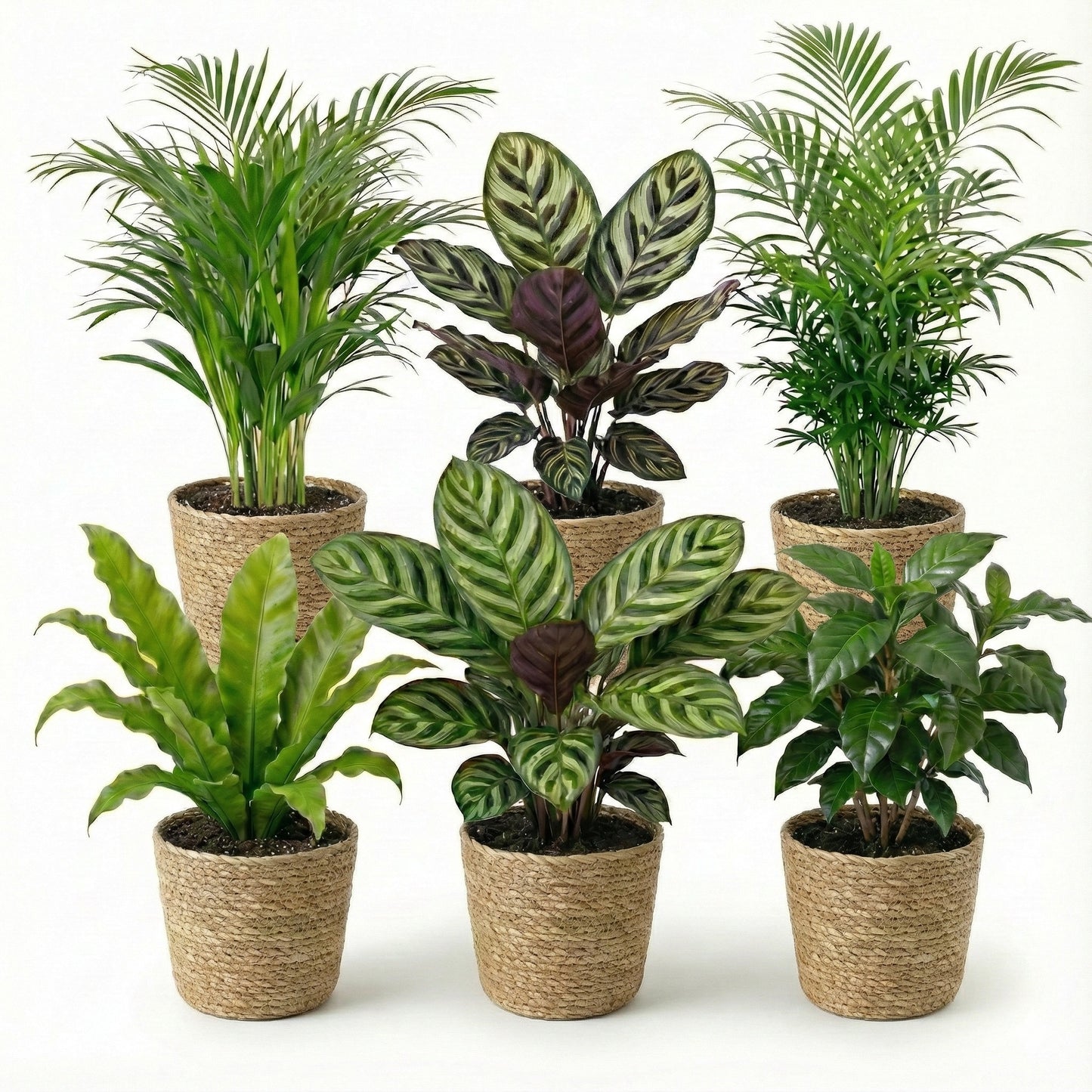Plantas De Interior - 6 Con Cesta - Purificadoras Y Fáciles De Cuidar_0