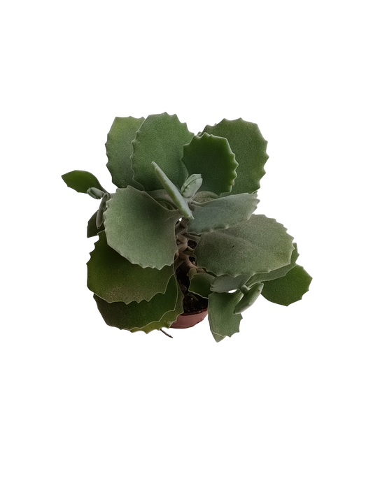 Kalanchoe Millotti Planta Suculenta Ø5_0