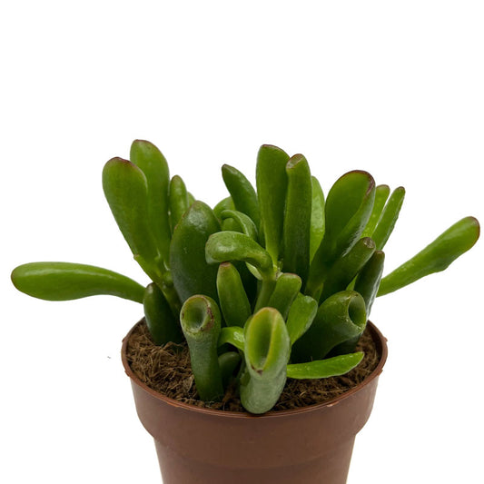 Crassula Ovata 'skinny-fingers' Cactus Y Suculentas M8,5 cm Ø_0
