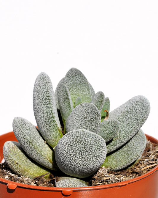 Crassula Tecta; Planta Suculenta "camuflada", Planta De Colección; Curiosarium; Diámetro Maceta 10,5 Cm_0