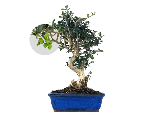Bonsái Olea Europea Sylvestris – Acebuche 8 Años_0