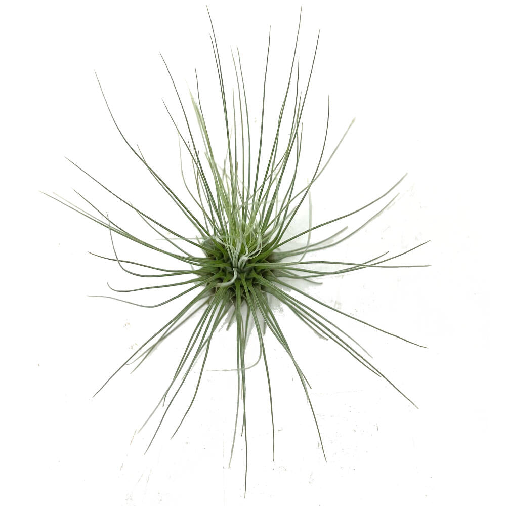 Tillandsia Guchsii F.gracilis 10cm Alto X 8cm Ancho_3