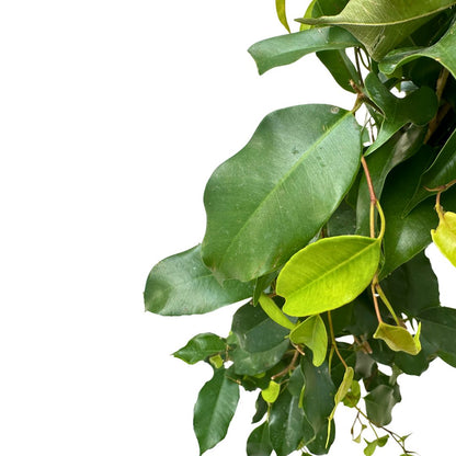 Ficus Danielle_1