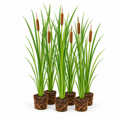 Espadaña De Hoja Estrecha - Typha Gracilis - 12 Plantas_0