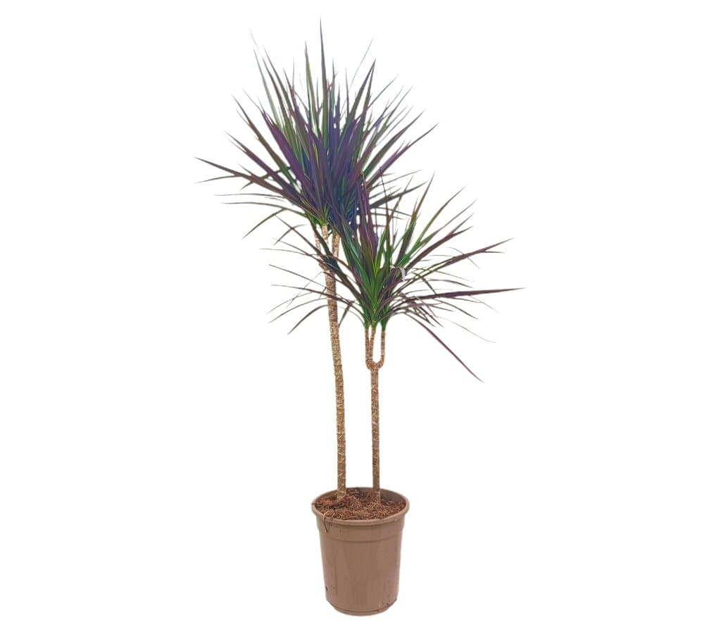 Dracena Magenta 2 Troncos M21_0