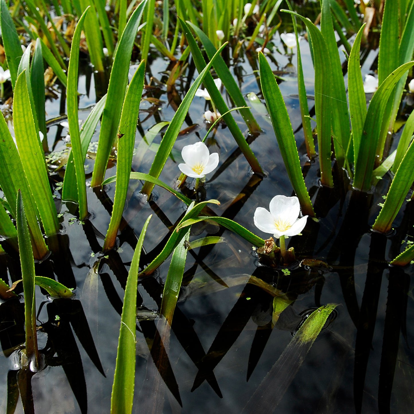 Estratiote Stratiotes Aloides Estanque - 5 Uds Planta Oxigenante Flotante_1