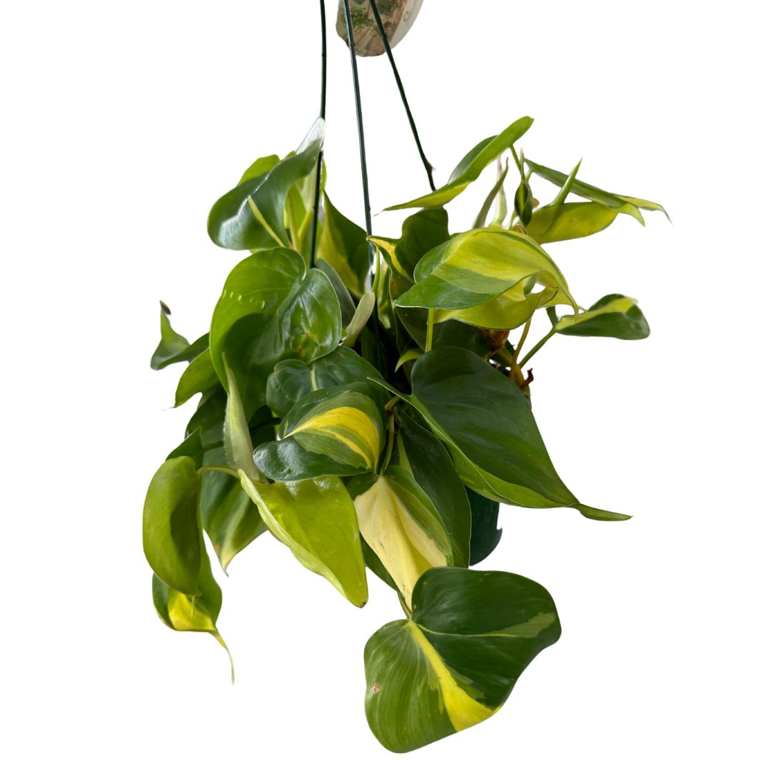 Philodendron Brasil Variedad De Philodendron Con Hojas Variegadas En Color Lima_0