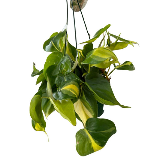 Philodendron Brasil Variedad De Philodendron Con Hojas Variegadas En Color Lima_0