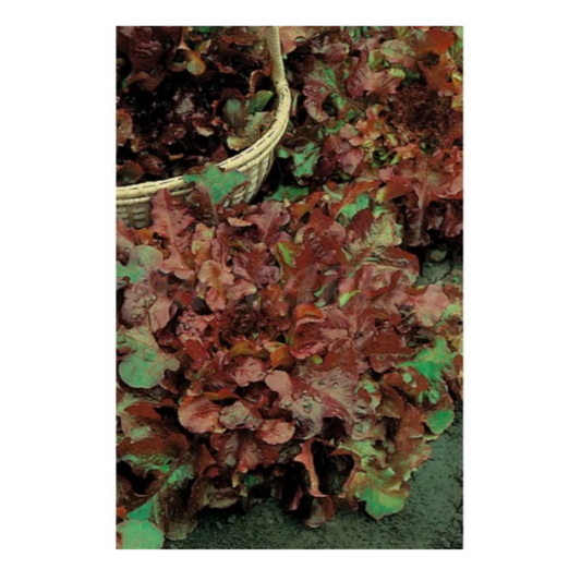 Semillas Lechuga Hoja De Roble_0