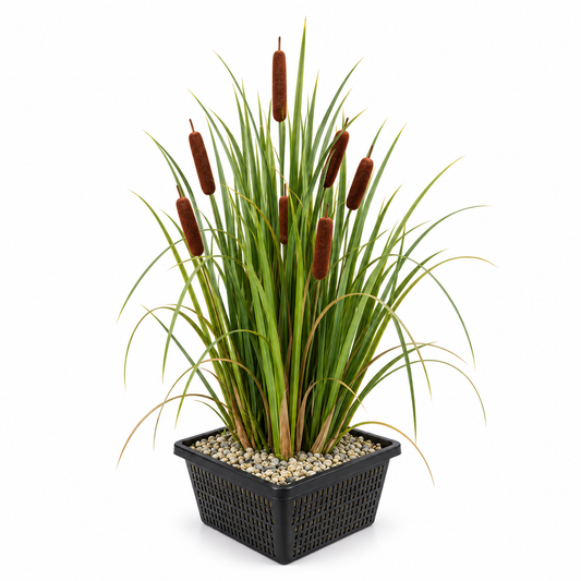 Espadaña Typha Latifolia - 4 Plantas Con Cesta Y Sustrato_0