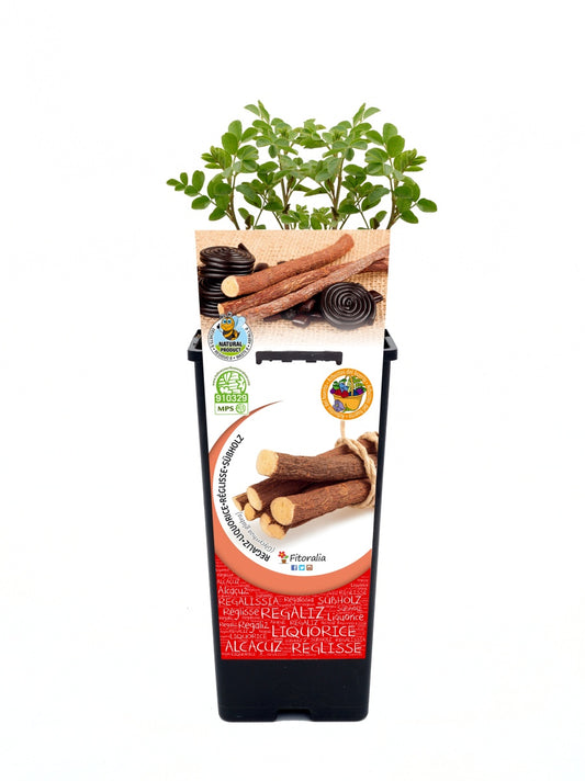 Regaliz En Maceta 2 L. Natural - Fitoralia_0