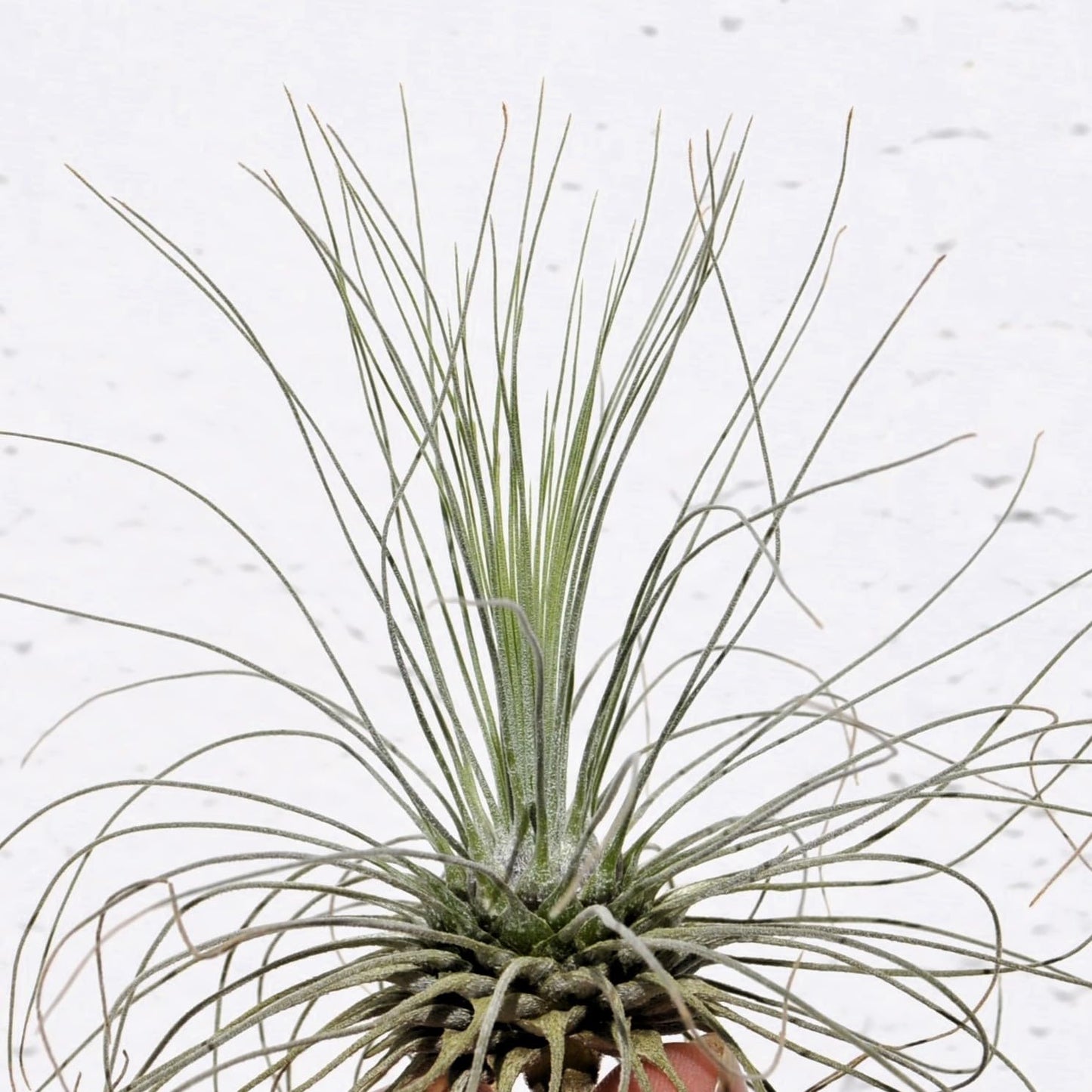 Tillandsia fuchsii gracilis; erizo vegetal, planta del aire; Curiosarium; altura 5-10 cm, diámetro 7-15 cm_0
