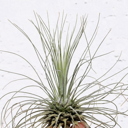 Tillandsia fuchsii gracilis; erizo vegetal, planta del aire; Curiosarium; altura 5-10 cm, diámetro 7-15 cm_0