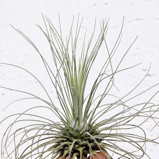 Tillandsia fuchsii gracilis; erizo vegetal, planta del aire; Curiosarium; altura 5-10 cm, diámetro 7-15 cm_0