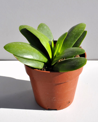 Crassula Perfoliata 'borracha'; Planta Suculenta Verde, Planta De Colección; Curiosarium; Diámetro Maceta 10,5 Cm_1