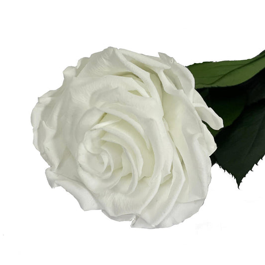 Mundo Eterno Rosa Preservada Blanca 55cm_0