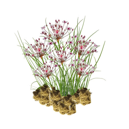 Junco Florido - Butomus Umbellatus - 15 Plantas_0