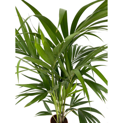 Kentia Forsteriana M19 80-100cm_1