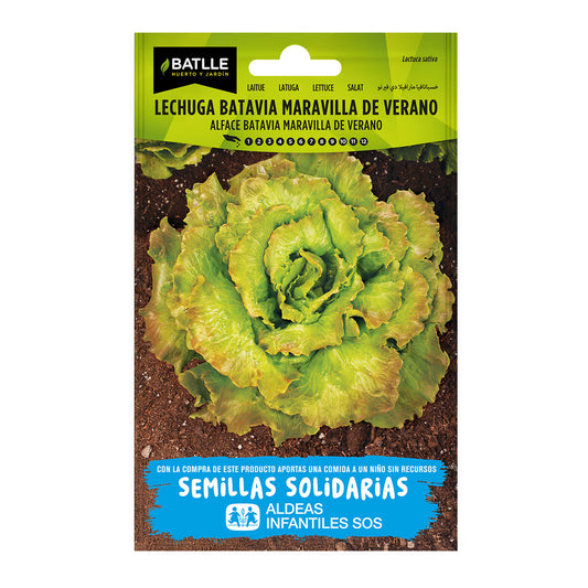 Semillas de Lechuga maravilla verano Maresme BatlleBio ALDEAS INFANTILES