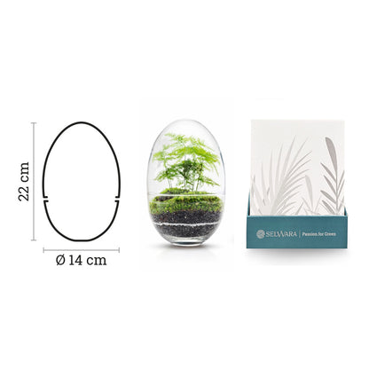 Terrario Madagascar Erawan Moss 15x22 Cm_2