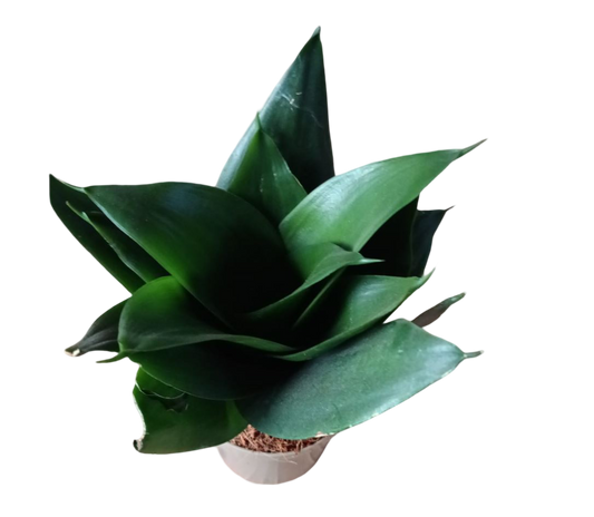 Sansevieria Hahnii Black Dragon Ø6 Planta purificante de interior_0